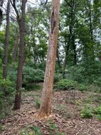 Brandhout, Tuin en Terras, Haardhout, Minder dan 3 m³, Ophalen of Verzenden, Overige houtsoorten, Blokken