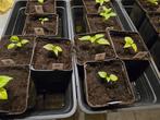 Madame jeanette Peperplant zaailingen - klaar om te planten!, Tuin en Terras, Planten | Tuinplanten, Ophalen, Volle zon, Groenteplanten