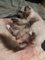 Birma Doll kittens - 2 beschikbaar, poesje en katertje, Meerdere dieren, Gechipt, 0 tot 2 jaar