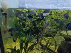 Baby zebra cichliden+-4 cm, Dieren en Toebehoren, Vissen | Aquariumvissen, Vis