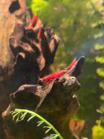 Rode Garnalen / Bloody Mary red neocaridina, Kreeft, Krab of Garnaal
