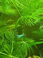 Blue Jelly (licht blauwe) garnalen HQ | Neocaridina, Kreeft, Krab of Garnaal, Zoetwatervis