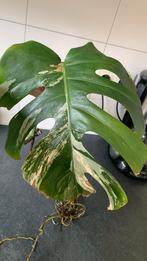 Monstera Variegata met flink wortelstelsel en groot blad, Ophalen of Verzenden