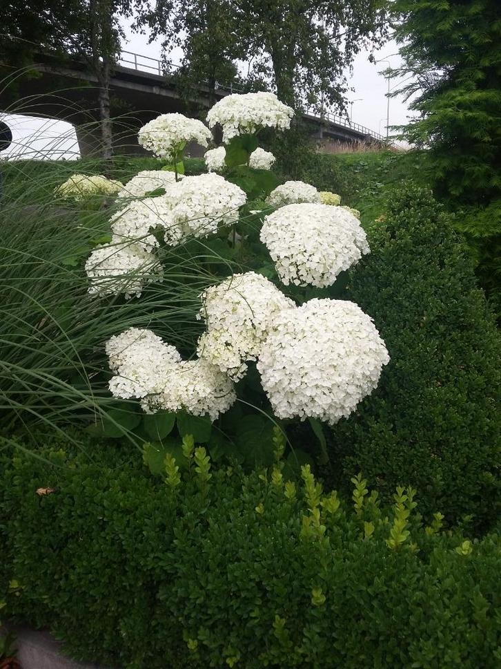 strong annabel 3 literpot of 15 literpot ook pluimhortensia, Tuin en Terras, Planten | Tuinplanten, Overige soorten, Halfschaduw