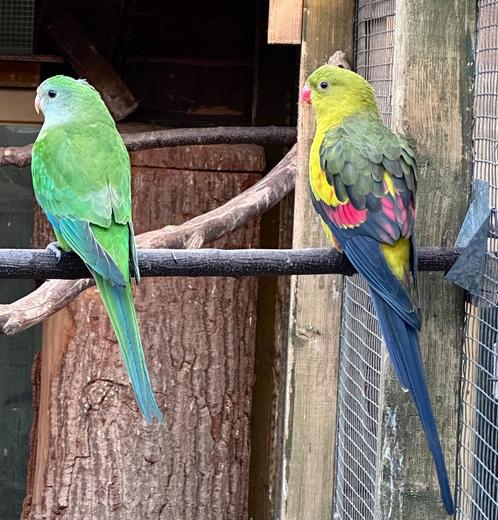 Barraband parkiet pop, Dieren en Toebehoren, Vogels | Parkieten en Papegaaien, Parkiet, Vrouwelijk