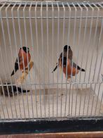 GOUDVINKEN  WILDKLEUR, Meerdere dieren, Wildzangvogel