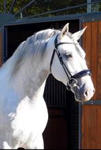 Hoofdstel HB Showtime Cob nauwelijks gebruikt, Dieren en Toebehoren, Paarden en Pony's | Hoofdstellen en Tuigage, Ophalen of Verzenden