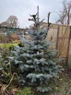 kerstboom kerst, Tuin en Terras, Bloeit niet, Overige soorten, Minder dan 100 cm, Ophalen
