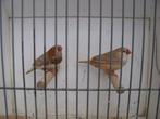 koppel oranjeborst zwartborst bruine zebravinken, Dieren en Toebehoren, Vogels | Overige Vogels, Meerdere dieren