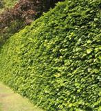 Nieuwe beuken hagen, Ophalen of Verzenden, Beukenhaag, 100 tot 250 cm