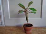 kamerplant Madagascar Jewel/Euphorbia Leuconeura, Ophalen, Overige soorten, In pot, Minder dan 100 cm