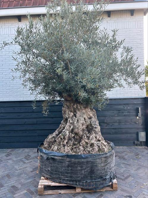 Olea europaea olijfboom stamomtrek +200cm, Tuin en Terras, Planten | Bomen, Olijfboom, 100 tot 250 cm, Volle zon, Zomer, Ophalen