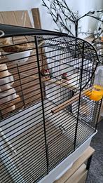 2 zebravnken, Dieren en Toebehoren, Vogels | Overige Vogels, Mannelijk, Tropenvogel