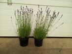 lavendel Hidcote 2 literpot van eigen kwekerij, Ophalen, Zomer, Overige soorten, Volle zon