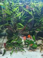 Gratis guppies, Dieren en Toebehoren, Vis