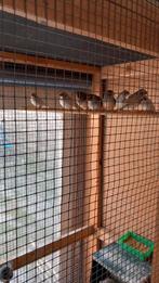 Zebravinken, Meerdere dieren, Kleurkanarie