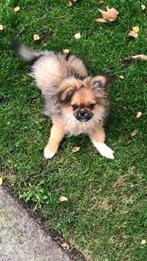 Pekinees x pomeriaan pup, Dieren en Toebehoren, 15 weken tot 1 jaar, Reu, Eén hond, Klein