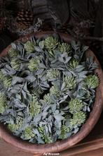 Krans met hop (kunst) M en XL, Www.jufbrocante.nl, Www.jufbrocante.nl, Nieuw, Ophalen of Verzenden