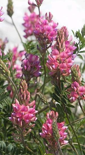 Zaden Onobrychis viciifolia 'Lordo', Tuin en Terras, Bloembollen en Zaden, Zaad, Ophalen of Verzenden