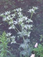 zaden Eryngium giganteum Ivoordistel, Verzenden, Voorjaar, Volle zon, Zaad