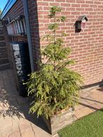 Kerstboom in pot van ongeveer 2 meter hoog, Ophalen, In pot, Overige soorten, 100 tot 250 cm