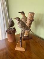 Opgezette groene specht en opgezette lijsters, Verzamelen, Dierenverzamelingen, Ophalen of Verzenden, Vogel, Opgezet dier