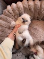 Britse Korthaar kittens, Dieren en Toebehoren, Katten en Kittens | Overige Katten, Meerdere dieren