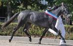 Prachtige sportgefokte Connemara pony's, Dieren en Toebehoren, Pony's, Meerdere dieren, Niet van toepassing, Gechipt, 0 tot 2 jaar