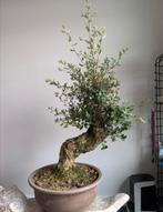 Oude Quercus Suber Kurkeik Bonsai, Tuin en Terras, Planten | Bomen, Ophalen, Bloeit niet, Halfschaduw, Overige soorten