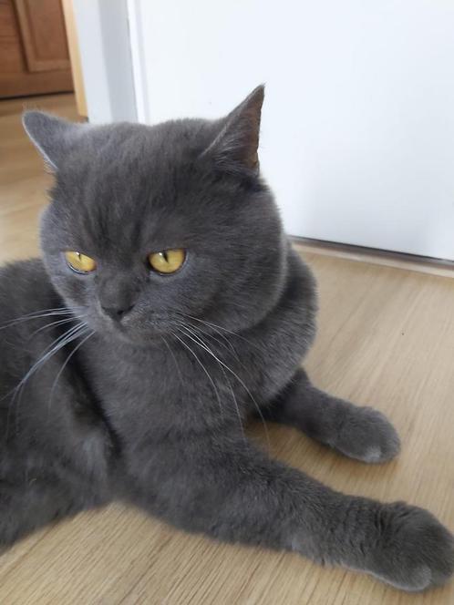 100 Niet te koop” ✅, Dieren en Toebehoren, Katten en Kittens | Dekkaters