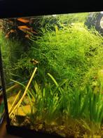 Zwaarddragers te koop, Ophalen, Nieuw, Gevuld zoetwateraquarium