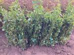 Liguster ovalifolium ( Ligusterhaag ), Ophalen, Liguster, Haag, Minder dan 100 cm