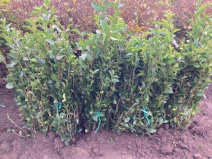 Liguster ovalifolium ( Ligusterhaag ), Tuin en Terras, Planten | Struiken en Hagen, Haag, Liguster, Minder dan 100 cm, Ophalen