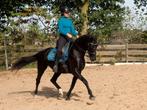 Fantastische 8-jarige KWPN-merrie: knap, veilig, sportief, Dieren en Toebehoren, Paarden, Merrie, Z, Gechipt, Dressuurpaard