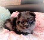 Super schattige super kleine pomeranian puppy!❤️, Keeshond, Reu, 8 tot 15 weken, Meerdere