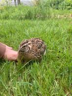 5 mooie jonge Kwartels, Dieren en Toebehoren, Pluimvee, Meerdere dieren, Overige soorten