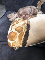 Lieve zorgzame oppas gezocht voor Lola, Particuliere oppas