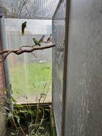 Vredes/zebraduif, Dieren en Toebehoren, Vogels | Duiven, Mannelijk, Overige soorten