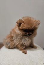 Lieve pomeriaan pup zoekt een gouden mandje, Dieren en Toebehoren, Honden | Poolhonden, Keeshonden en Oertypen, Overige rassen