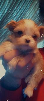 Shihtzu x pomeriaan (shipoo), Dieren en Toebehoren, Honden | Chihuahua's en Gezelschapshonden, Overige rassen, Meerdere, Meerdere dieren
