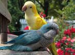 gezocht muisparkieten €250 pst betalen wij per stuk, Meerdere dieren, Parkiet
