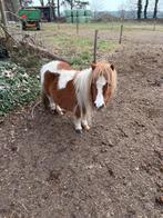roodbonte merrie  en appaloosa hengst, Dieren en Toebehoren, Hengst