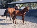 Charmant merrie veulen (Vitalos x McLaren) uit ELITE merrie, Dieren en Toebehoren, Paarden, Merrie, Minder dan 160 cm, Gechipt