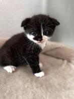 Zeer lieve mooie lieve Britse langhaar x pers, Dieren en Toebehoren, Meerdere dieren