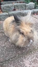 Konijntje, (Ollie) 5 jaar mannetje., Dieren en Toebehoren, Mannelijk, Dwerg