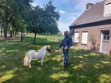 Prachtig mini paardje beschikbaar voor biedingen