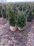 Mooie taxus baccata struik en bol., Tuin en Terras, Ophalen of Verzenden, Taxus, Minder dan 100 cm