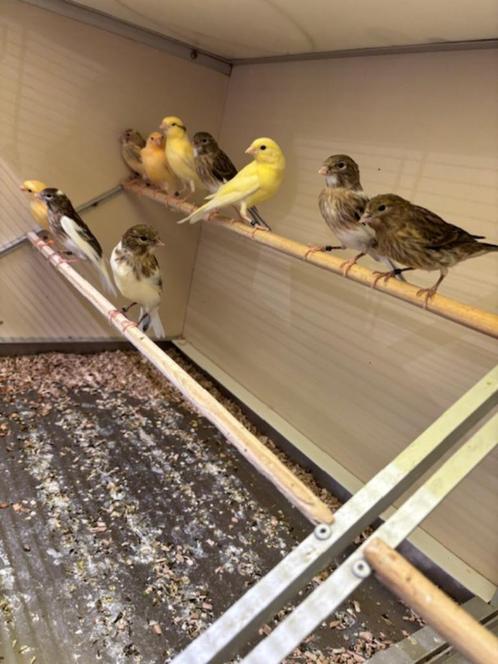Te koop jonge kanaries 2025, Dieren en Toebehoren, Vogels | Kanaries, Zangkanarie, Geslacht onbekend
