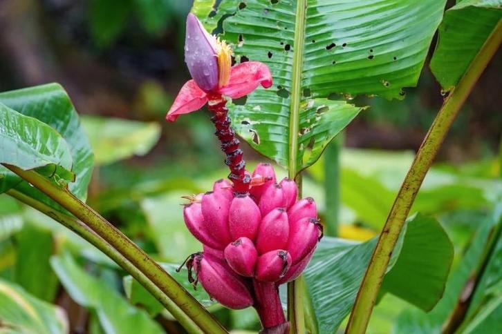 Roze dwerg banaan boom zaadjes, Tuin en Terras, Bloembollen en Zaden, Volle zon, Ophalen of Verzenden