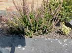 Winter vasteheideplanten, Tuin en Terras, Planten | Tuinplanten, Ophalen, Bodembedekkers, Vaste plant, Halfschaduw